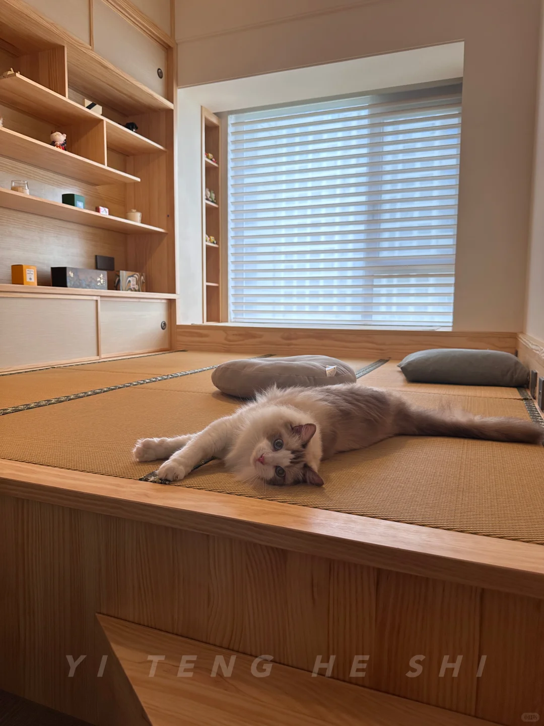 空房爆改猫乐园+茶室榻榻米?闺蜜馋哭了