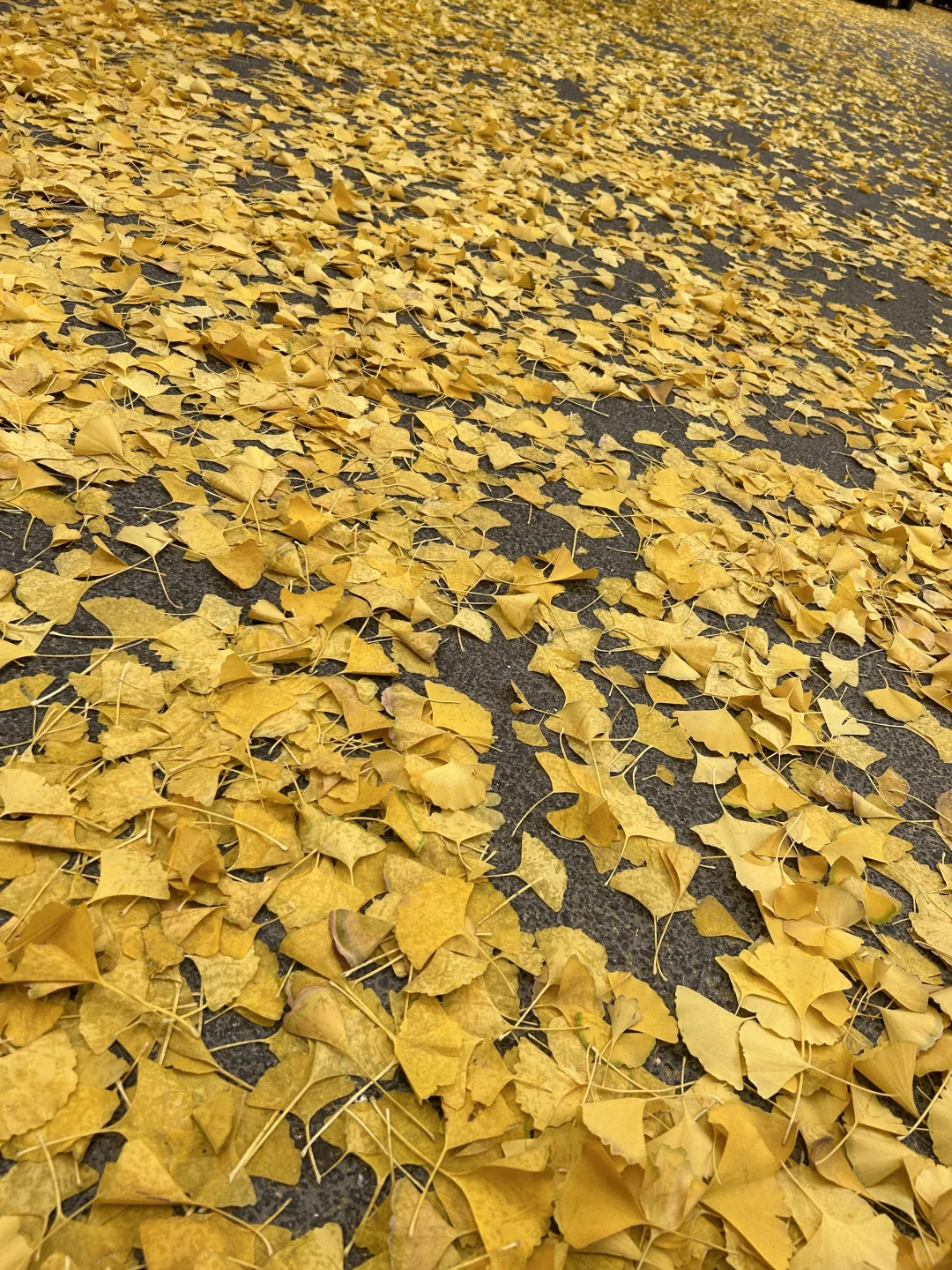 11?️6日|老军营银杏树实拍?