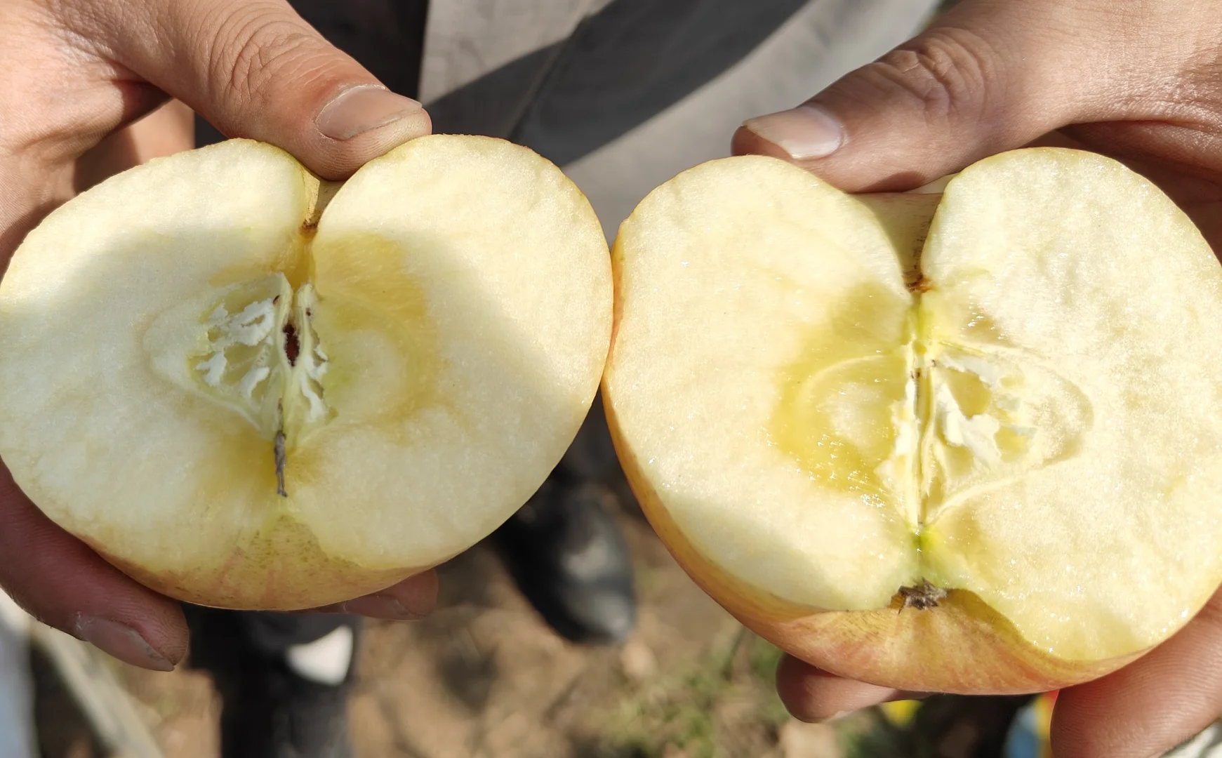 苹果才不是无聊的水果