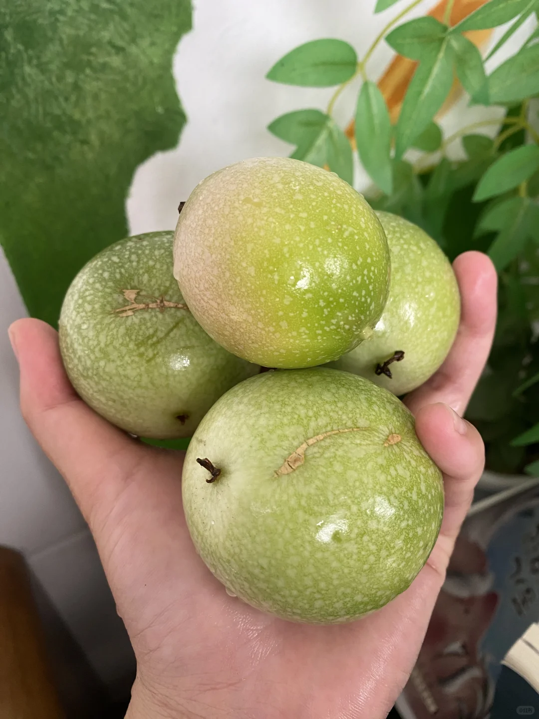 自己种超甜，想吃就吃