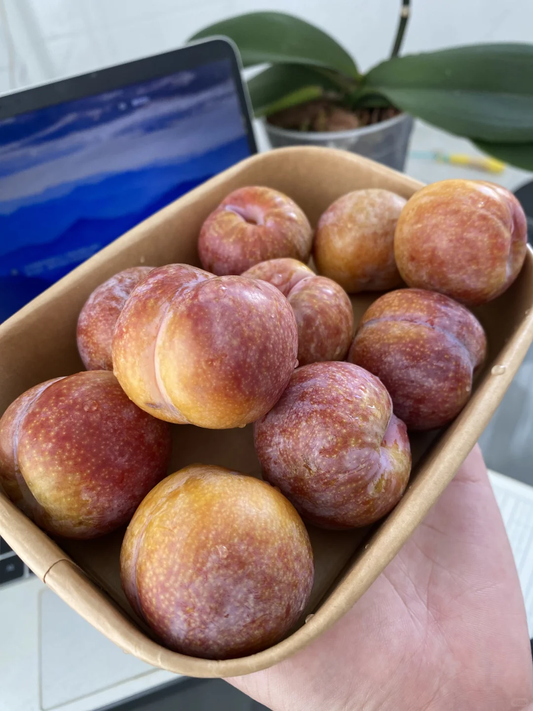 自己种超甜，想吃就吃