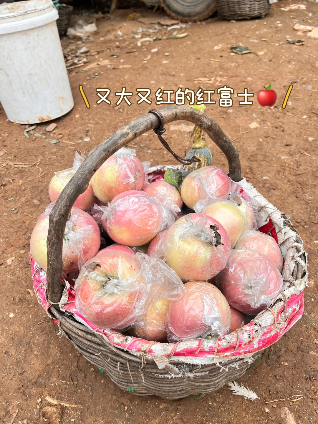 石家庄周末|山里|吸氧|采摘|遛娃