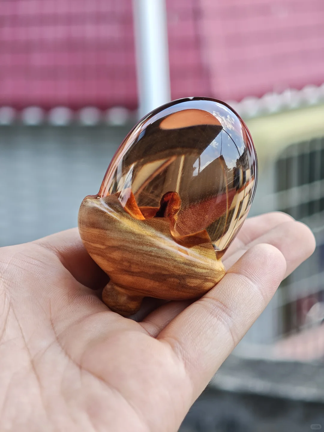 这样看上去脐带像果核