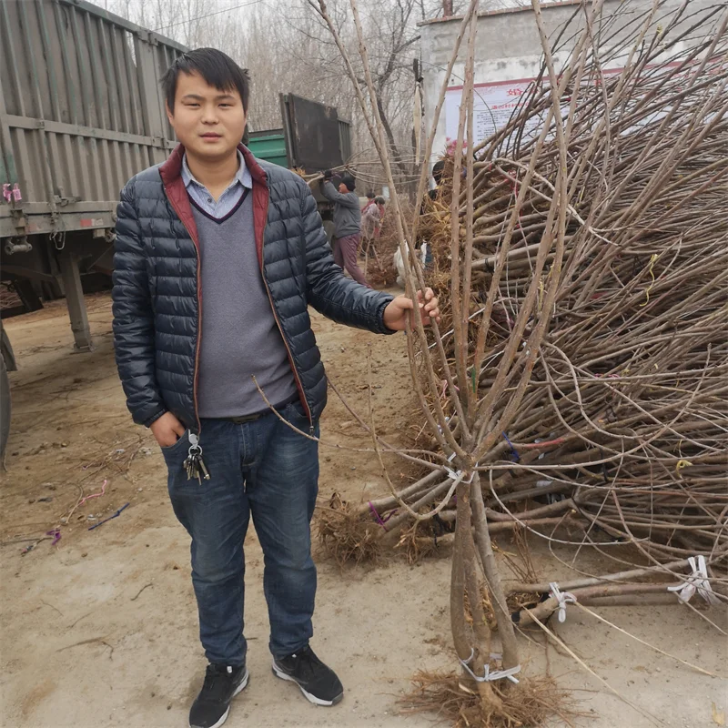 火箭果苹果苗:果实硕大,快速成熟