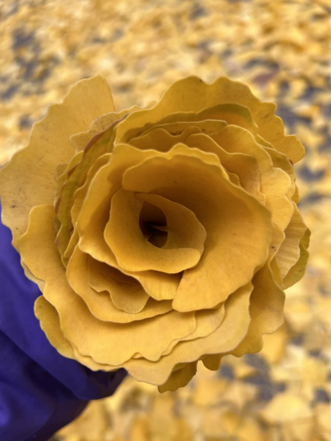 11?️6日|老军营银杏树实拍?