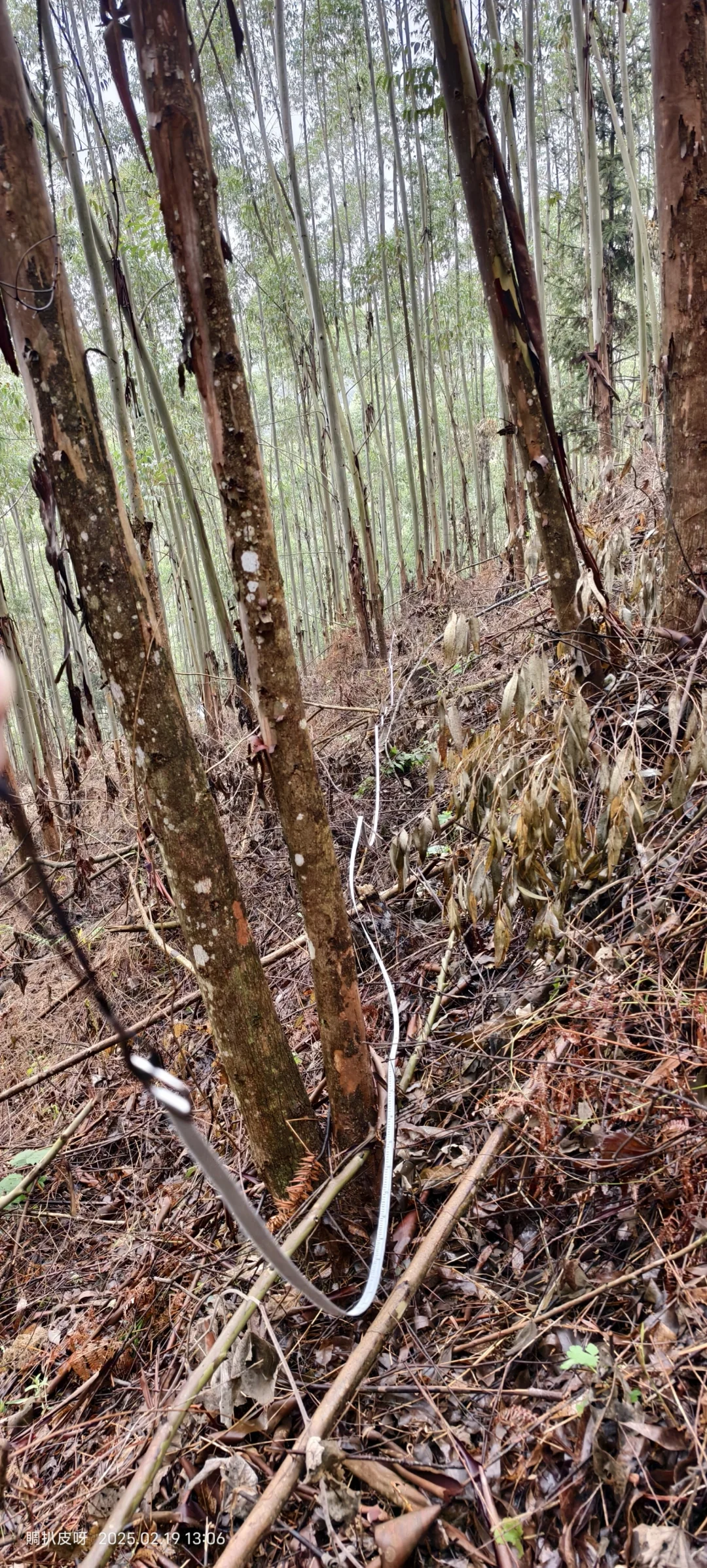 谁说女生不用去林地-篇章5?