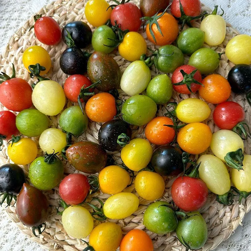 从南美深山到全球餐桌：番茄与圣女果的“