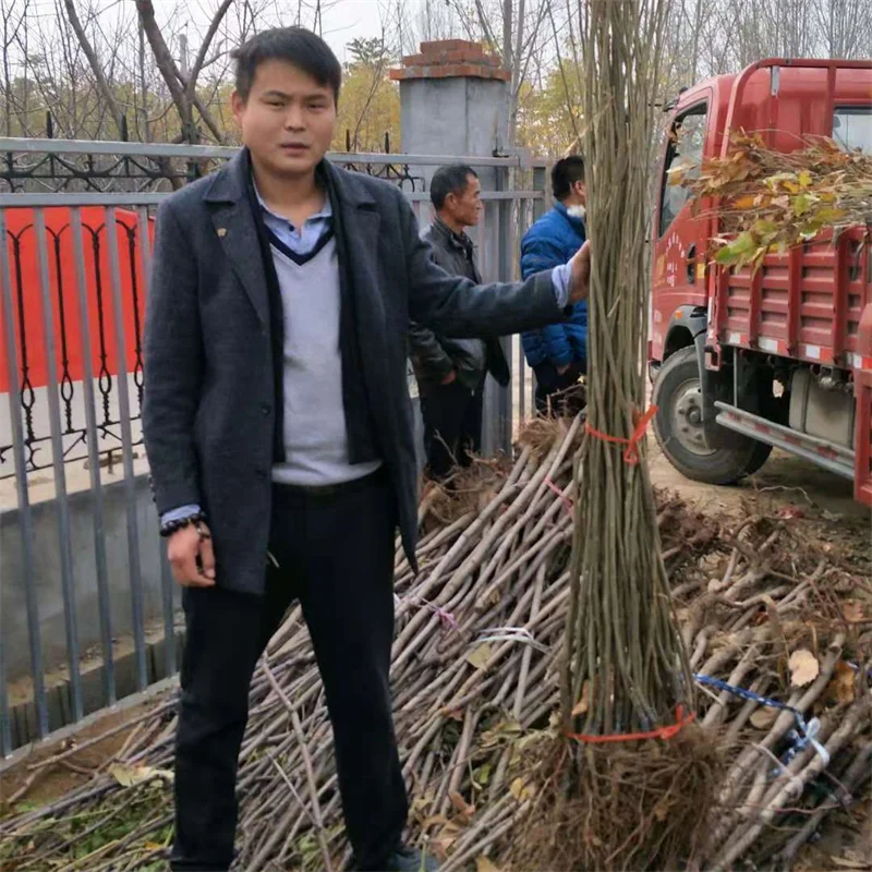 火箭果苹果苗:果实硕大,快速成熟