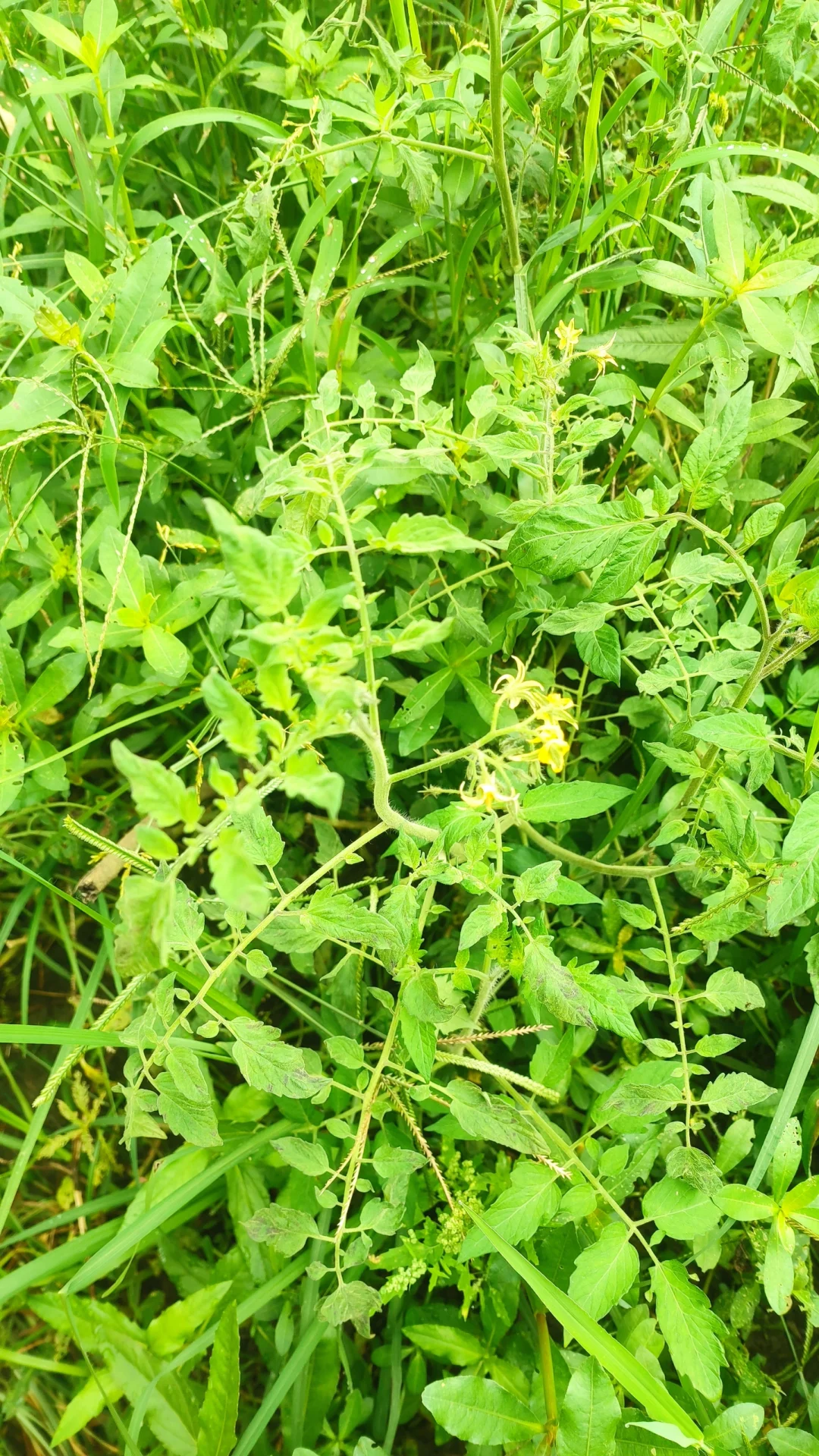 别说想回村了，你认识这里几种农作物？