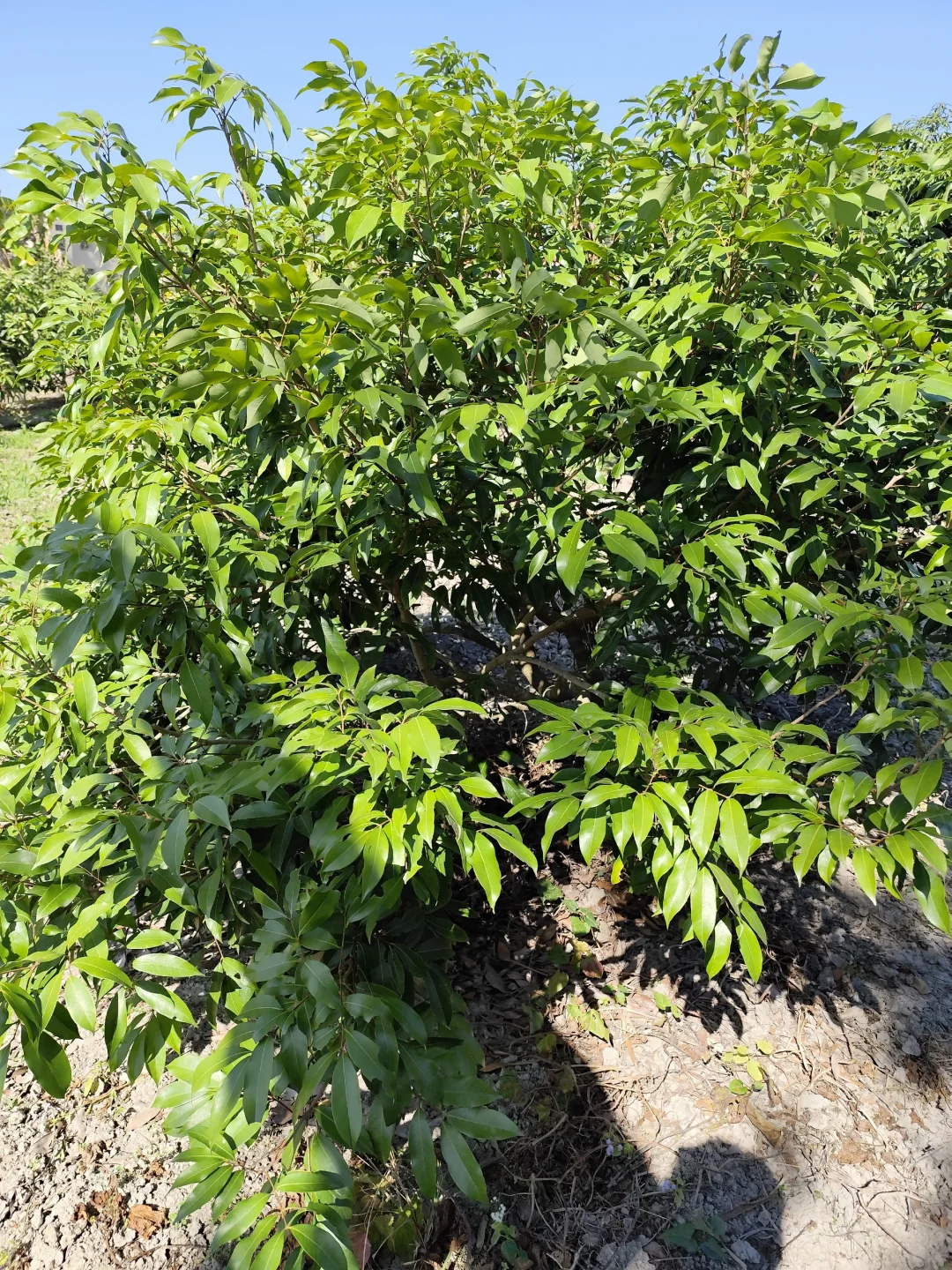 地里种的水果蔬菜，看看都认识吗?