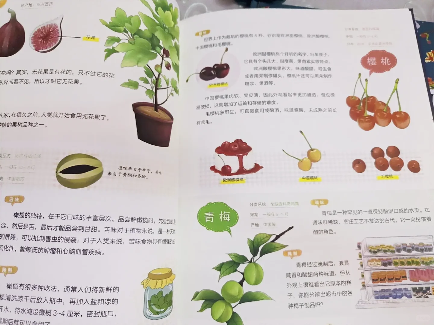 一起去野外吧——美味果蔬篇