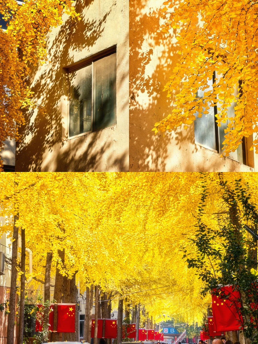 11.4太原老军营银杏?实拍❗(附攻略)