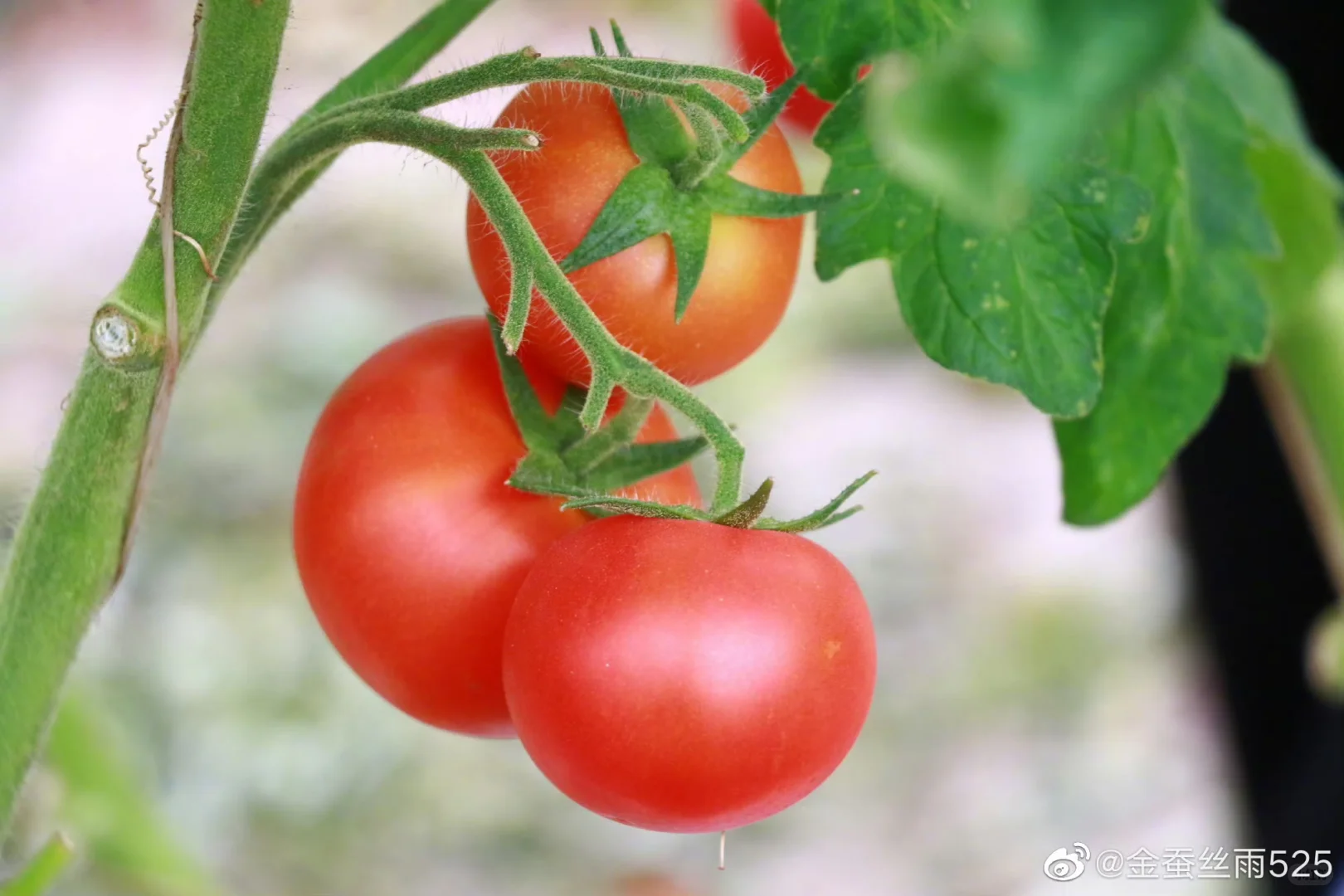 从南美深山到全球餐桌：番茄与圣女果的“