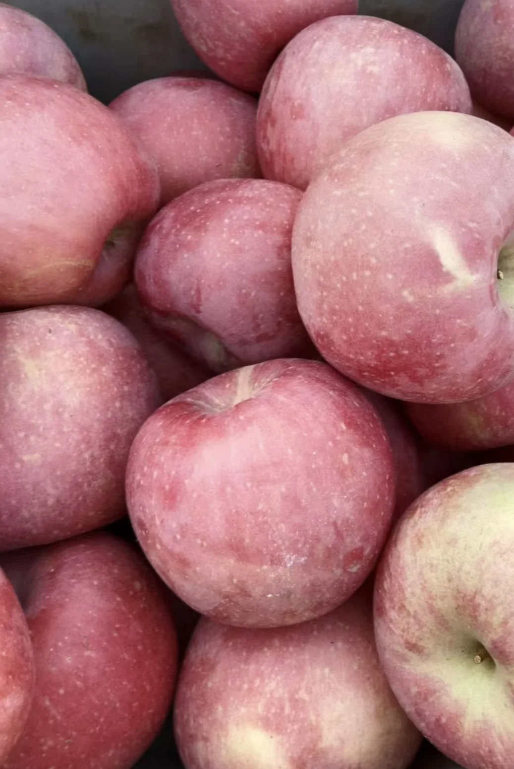 在家带娃之我爸让我卖苹果