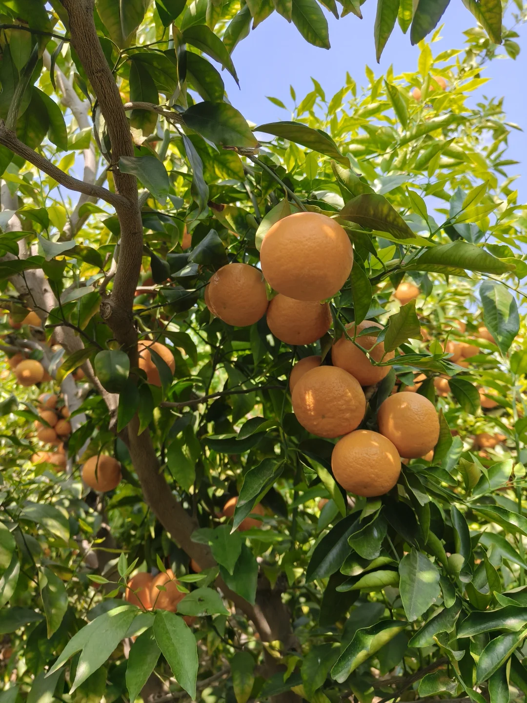 树上的沃柑真好吃?春茶美器