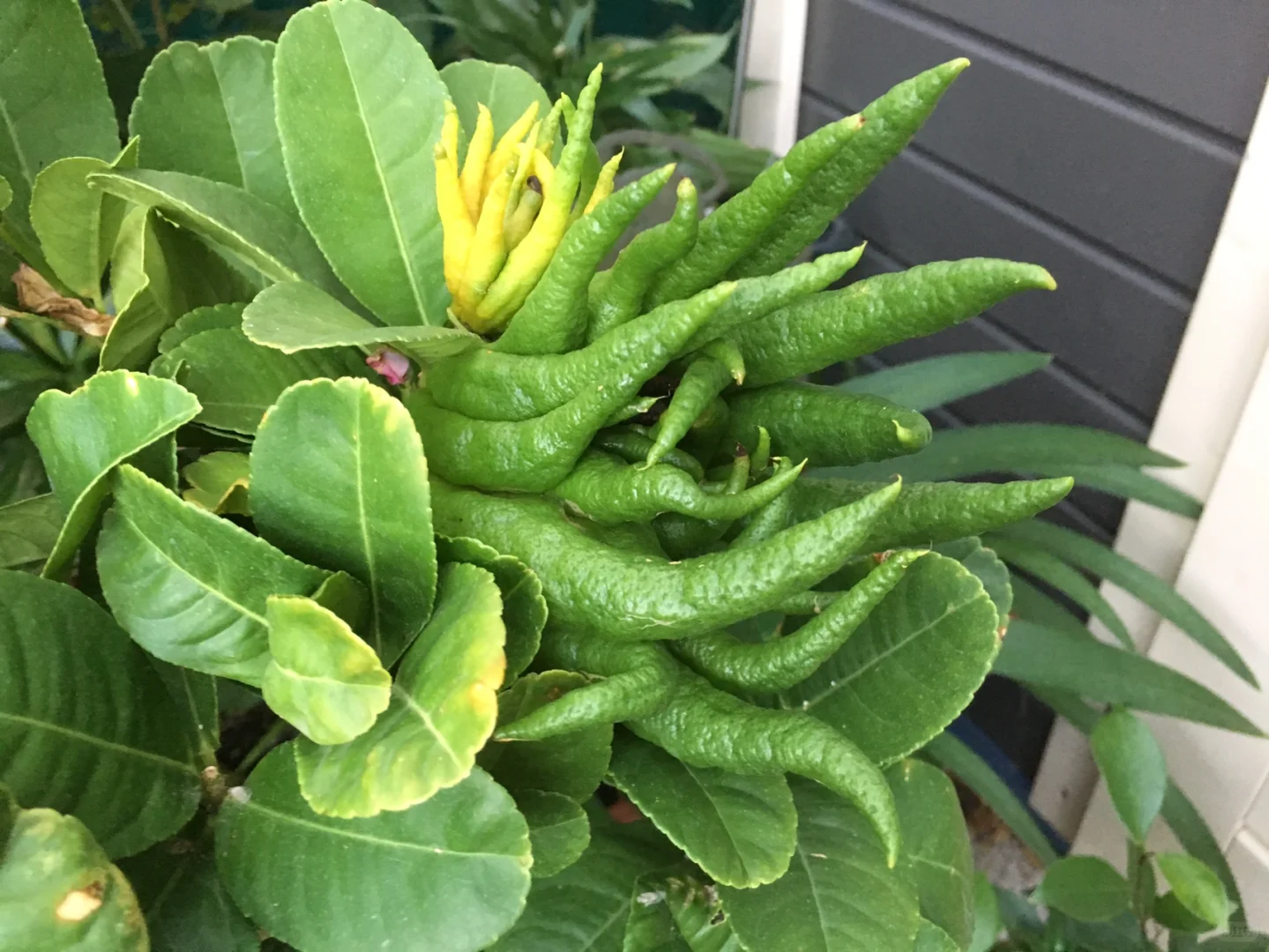 花园里的水果和蔬菜