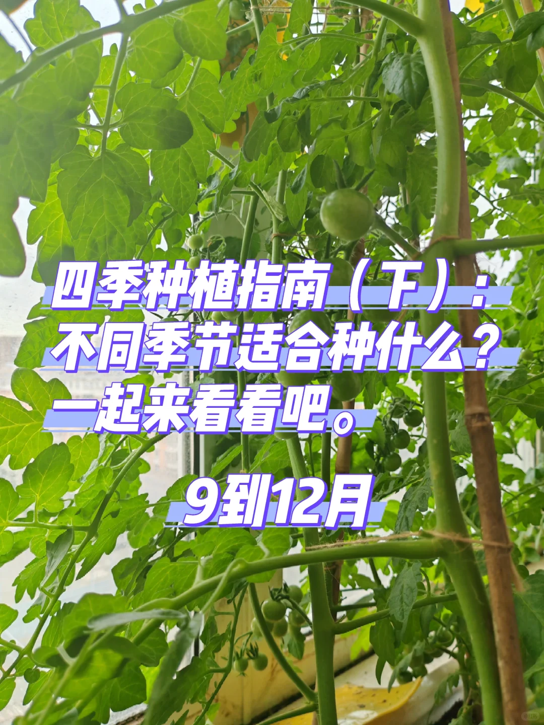 四季种植指南：不同季节适合种什么？（下）