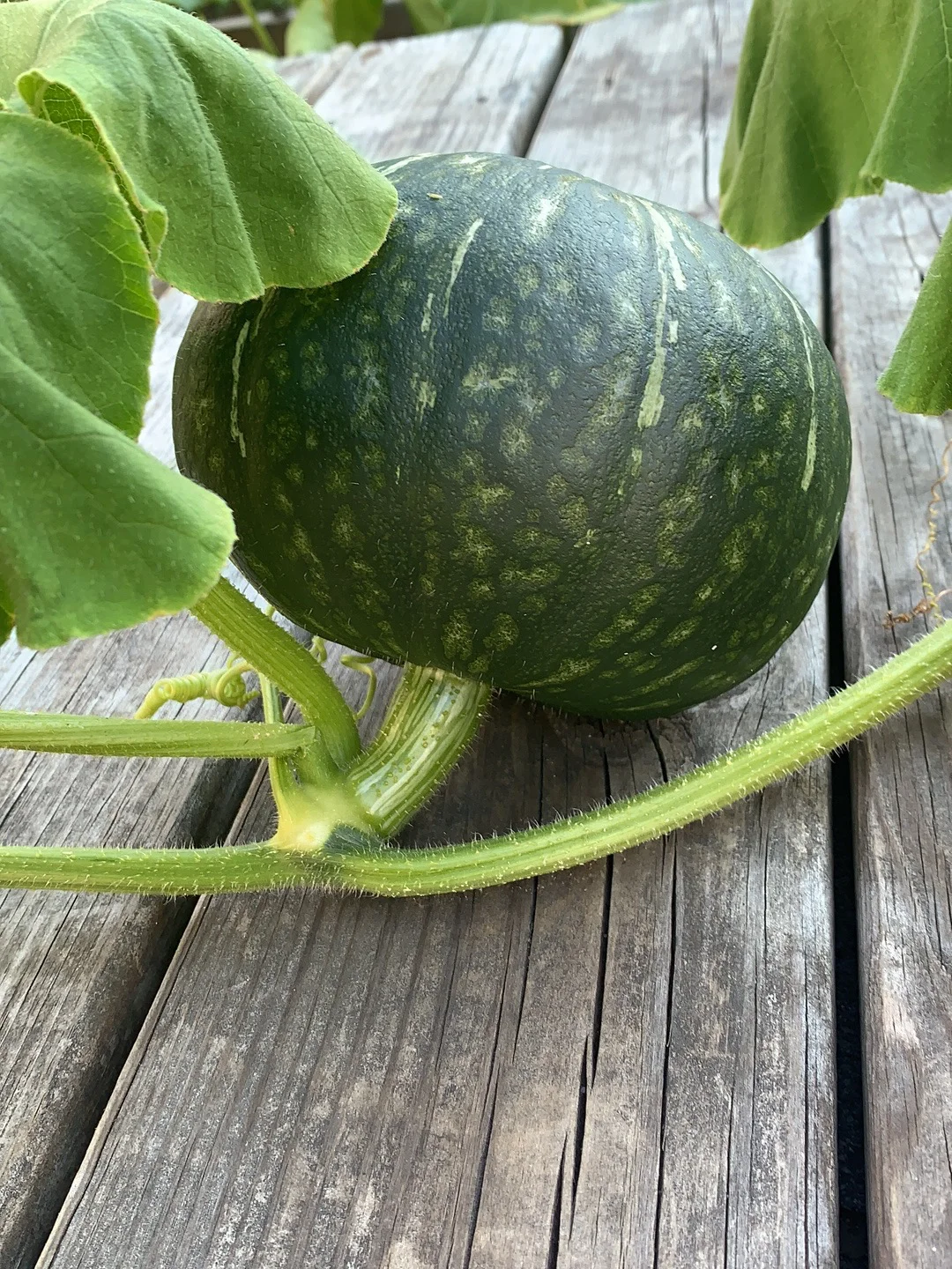 自家种植蔬菜水果