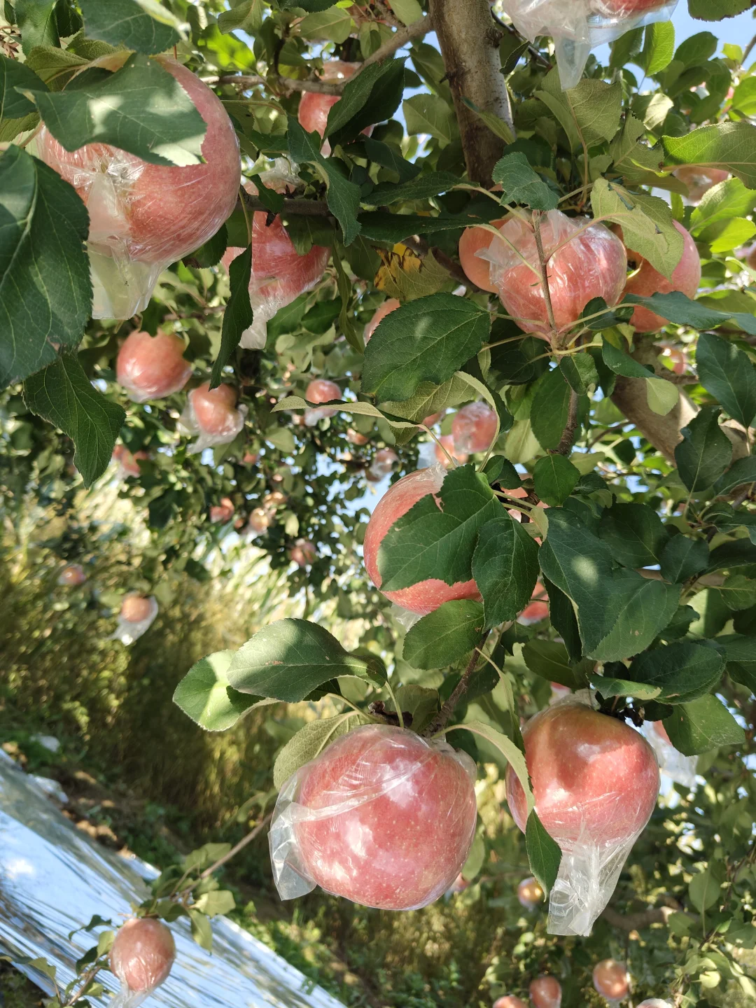 苹果才不是无聊的水果