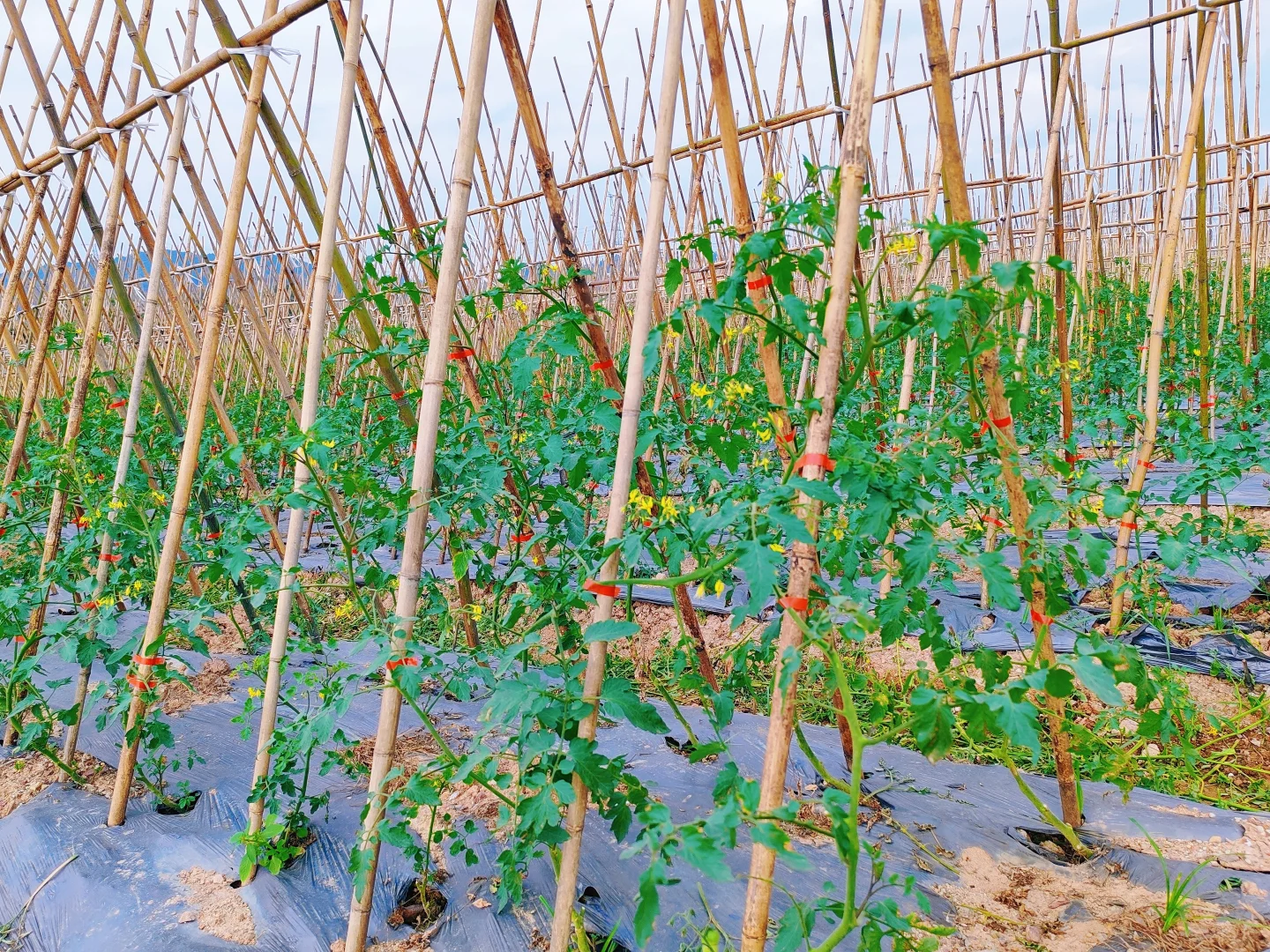 深圳光明中山大学旁农场开园，田园生活攻略