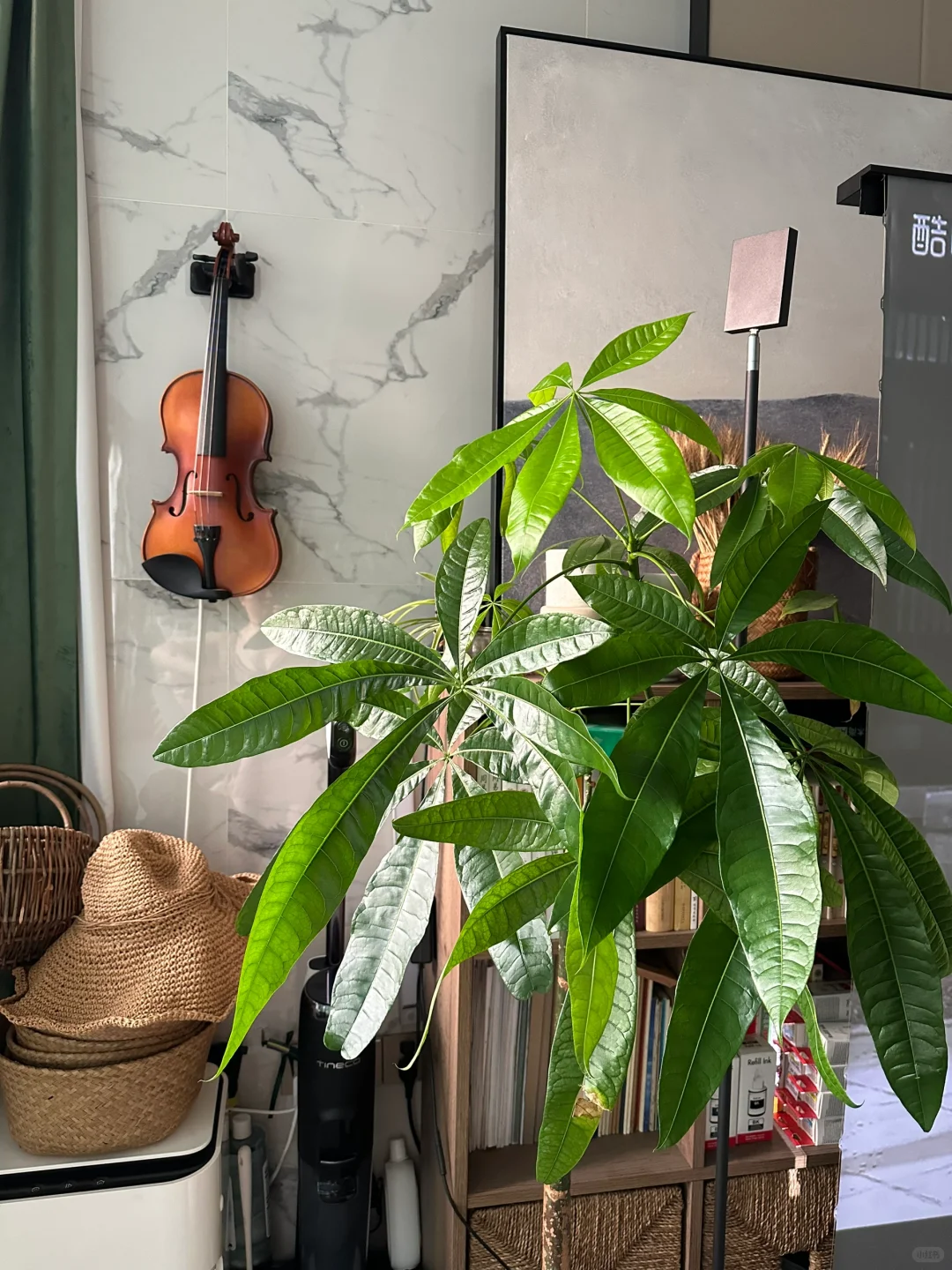 蔬菜、水果和植物～