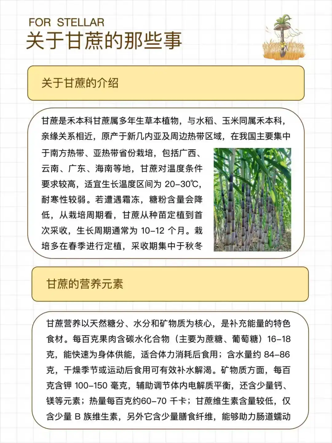 甘蔗科普｜关于甘蔗的甜味故事