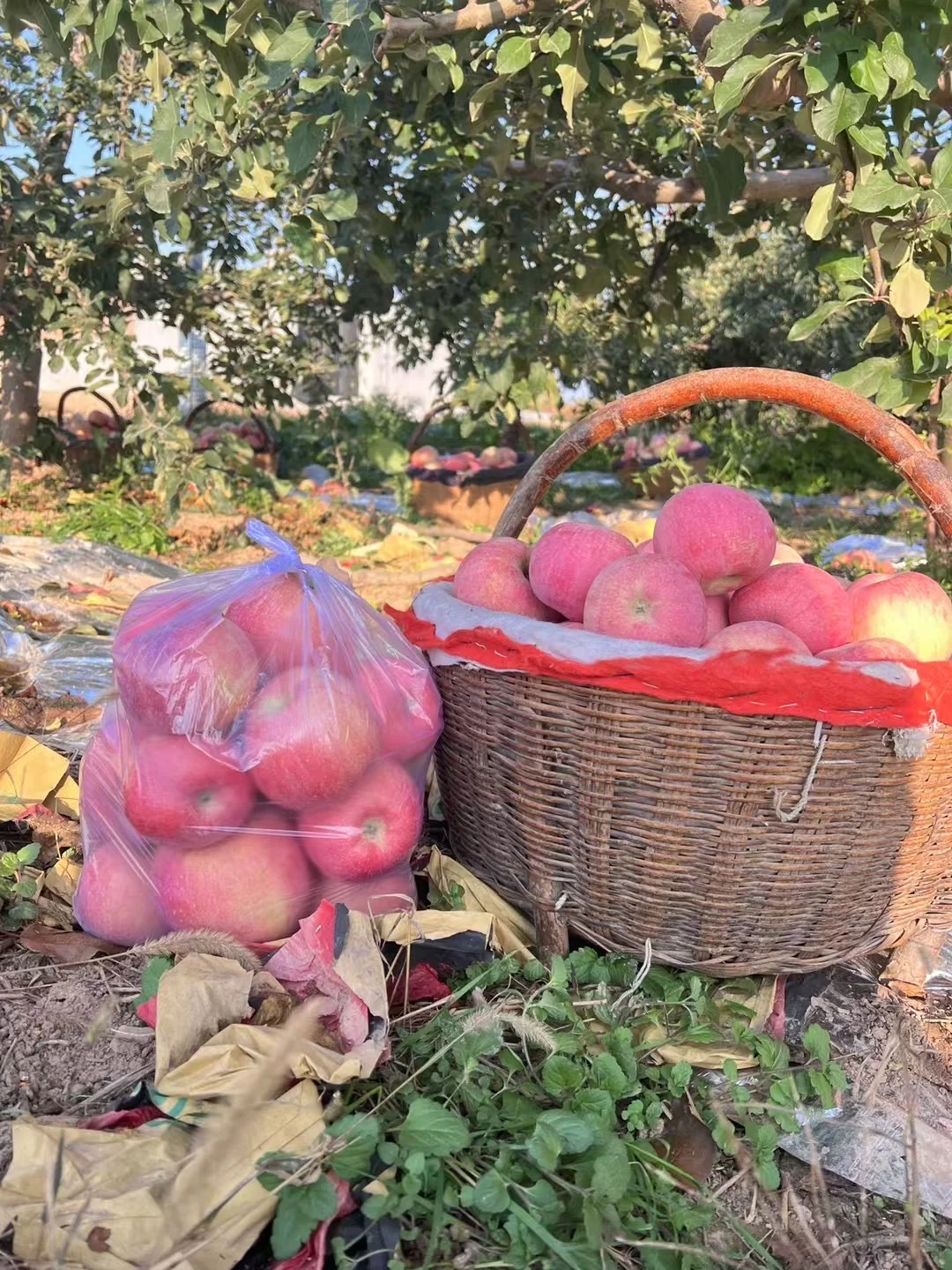 自己家种的，45一箱10斤装，包邮