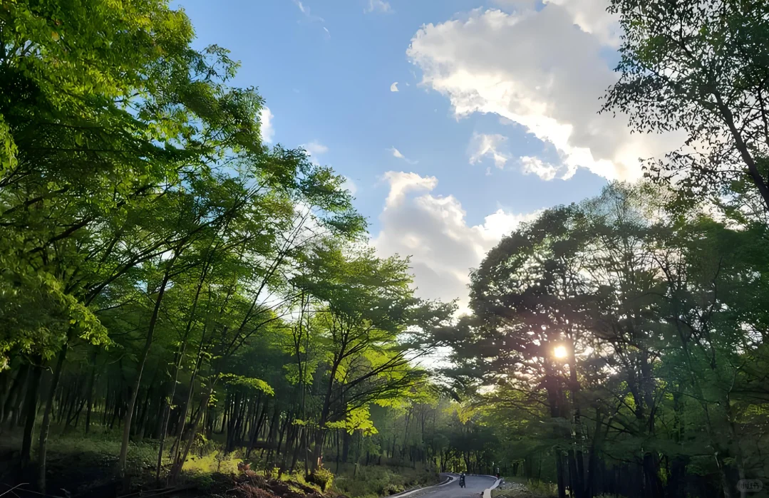 林业建设可行性研究报告