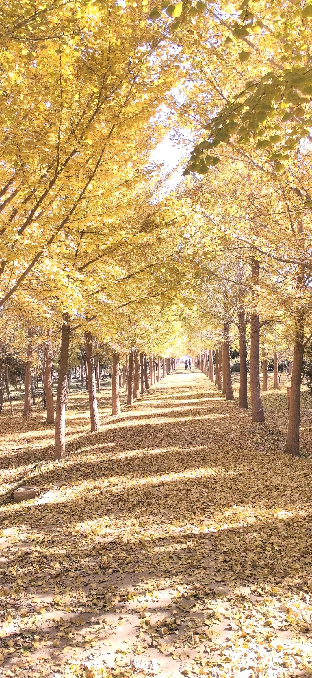 海淀集体生态林，银杏叶进入最佳观赏期
