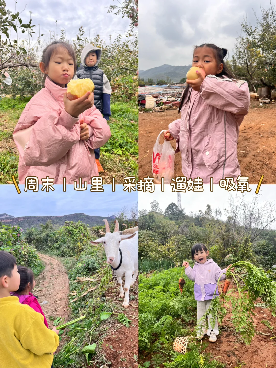 石家庄周末|山里|吸氧|采摘|遛娃