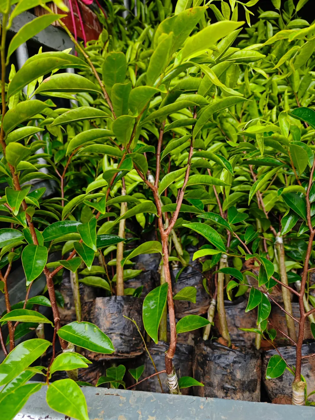 苗木人，太难了?