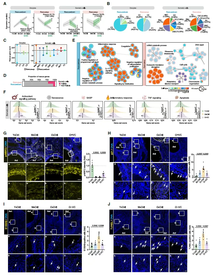 便宜且有效！维生素c显著抗衰延缓卵巢衰老