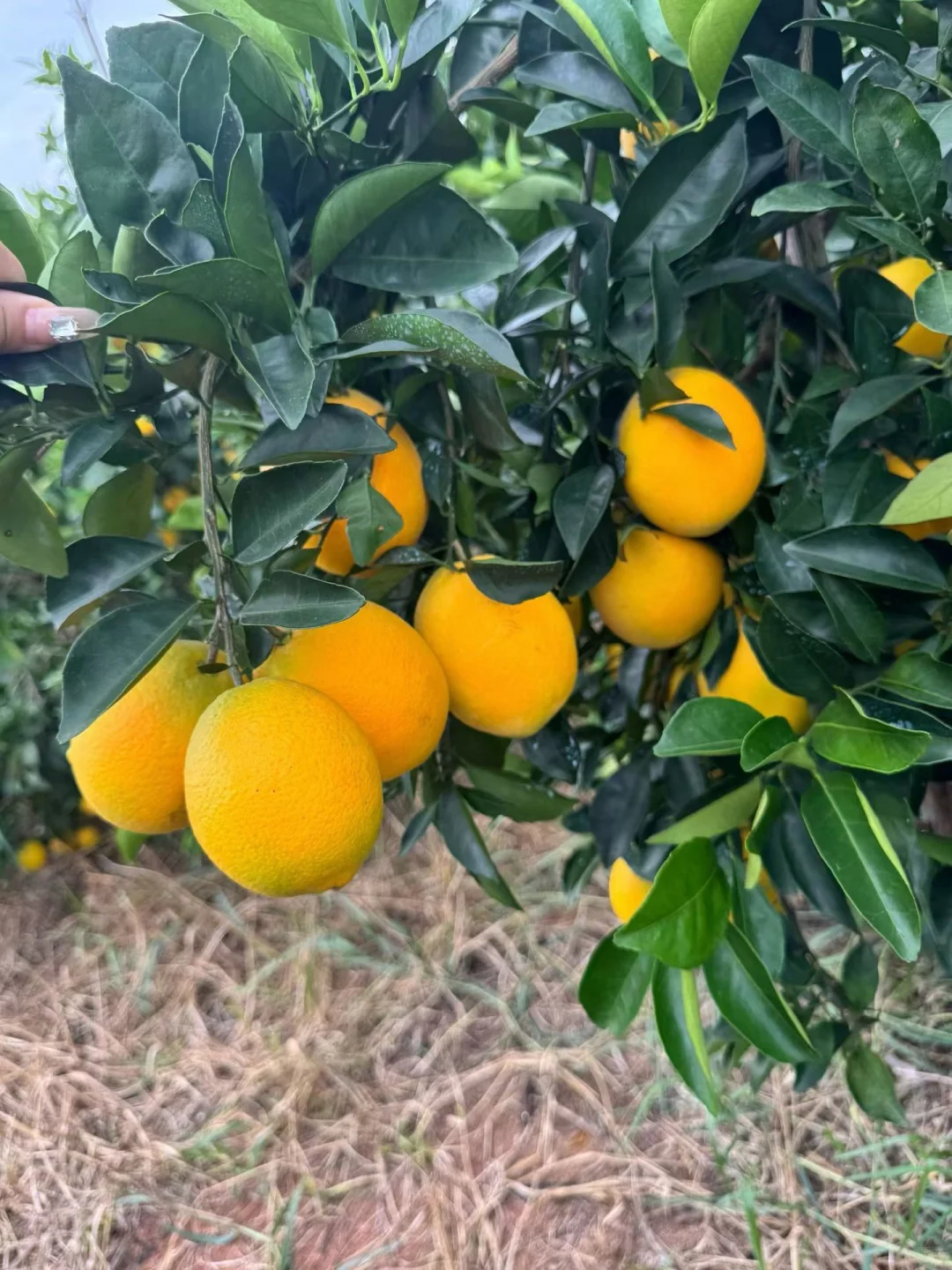 补充维生素C最快的方法？