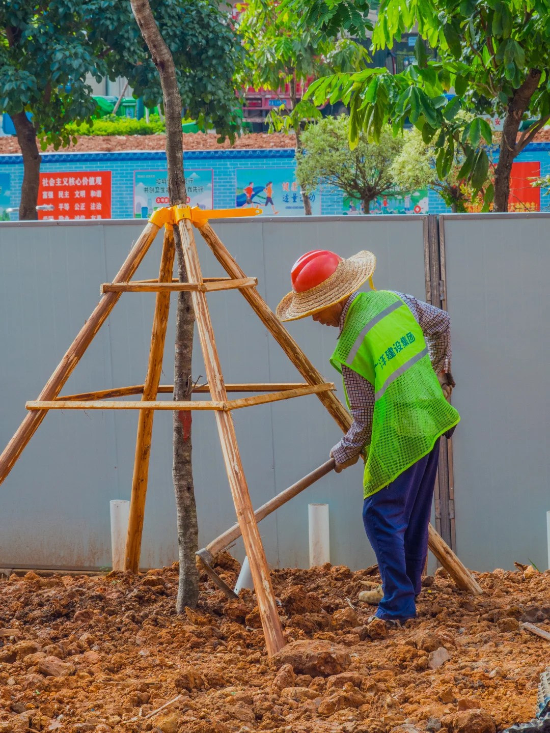 ?苗木栽植干货分享！这些细节决定存活率