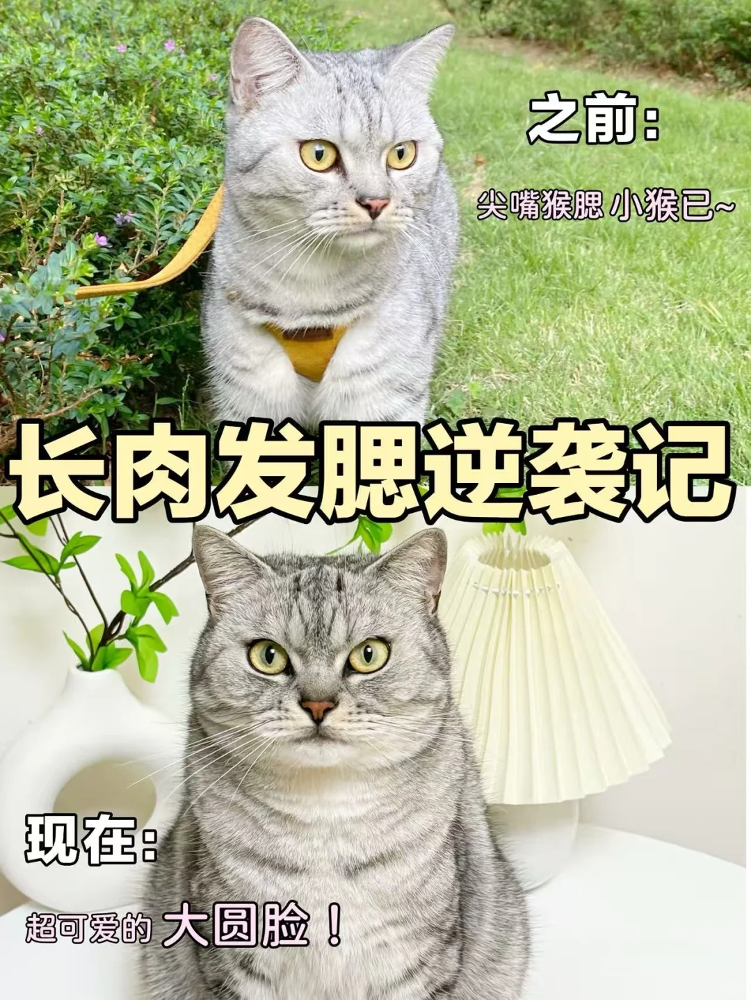 猫咪太瘦不好看❓两步让小猫轻松长肉发腮！