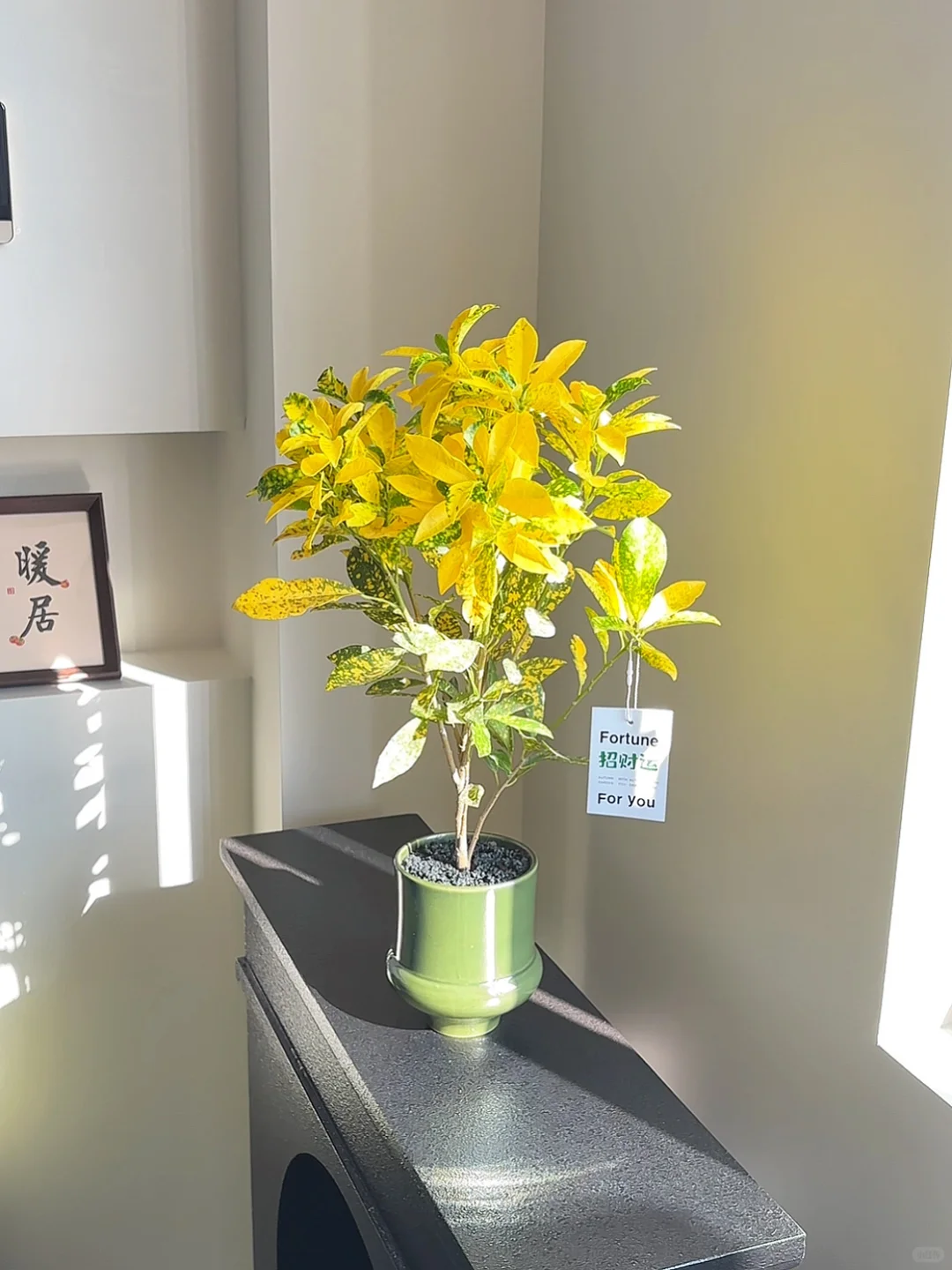 每一颗都超漂亮✨就喜欢这种金灿灿的感觉?