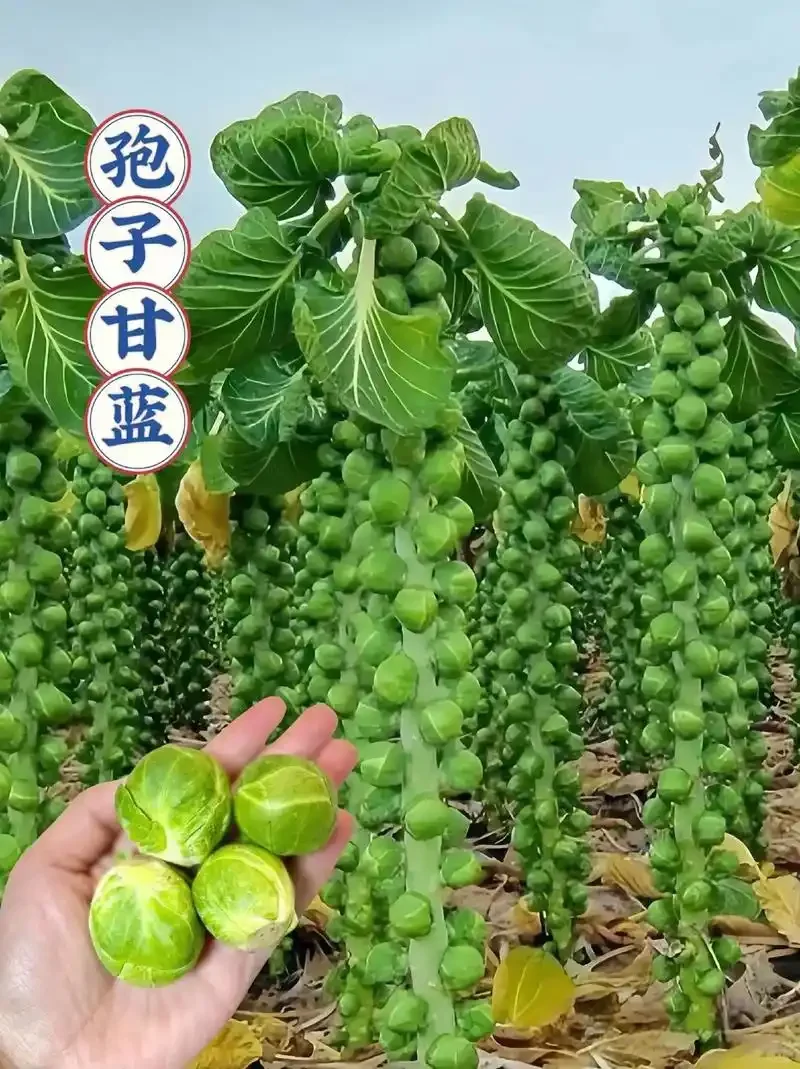 孢子甘蓝的功效