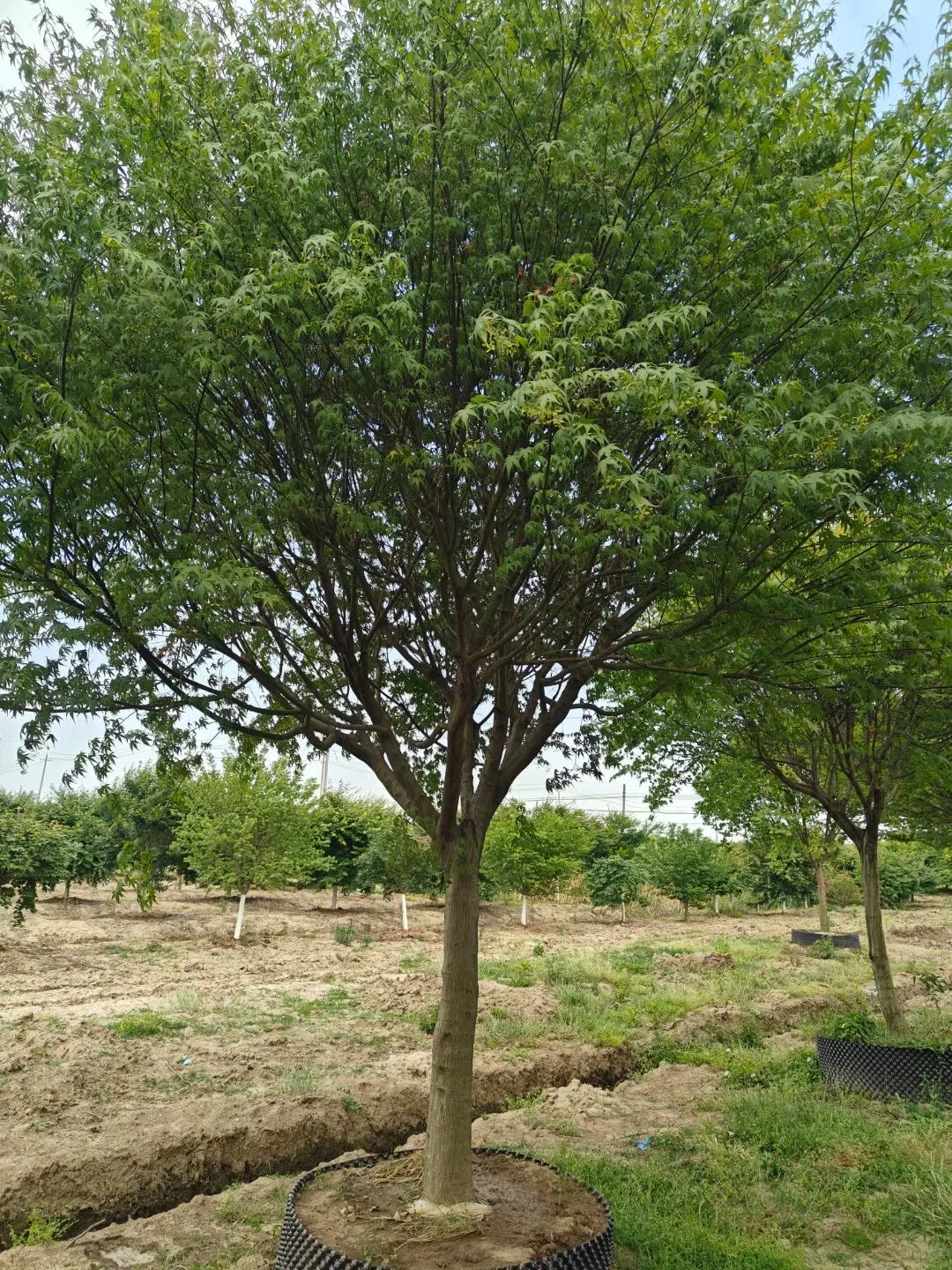 一园一树——鸡爪槭