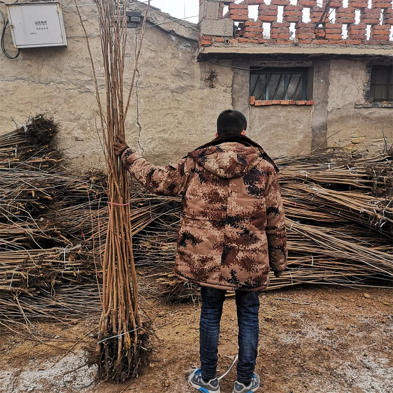 晚熟秋月梨树苗