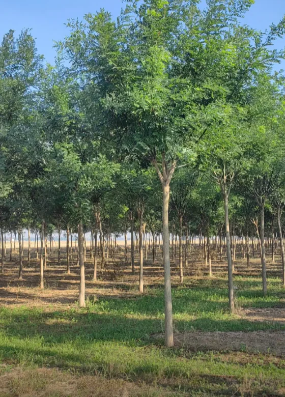 自家苗圃国槐出圃，有需要的吗