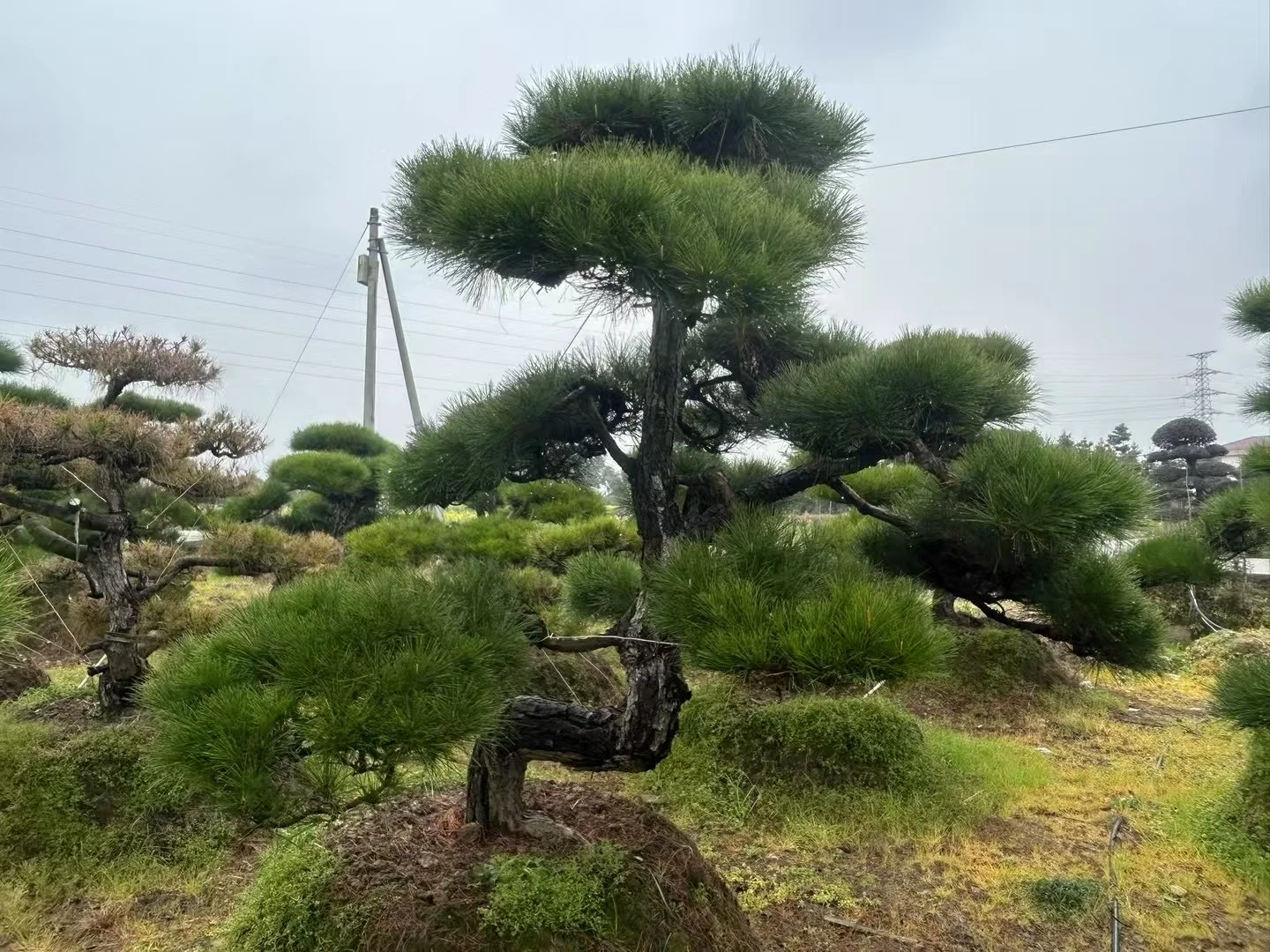 这种景观苗木，越种越值钱?