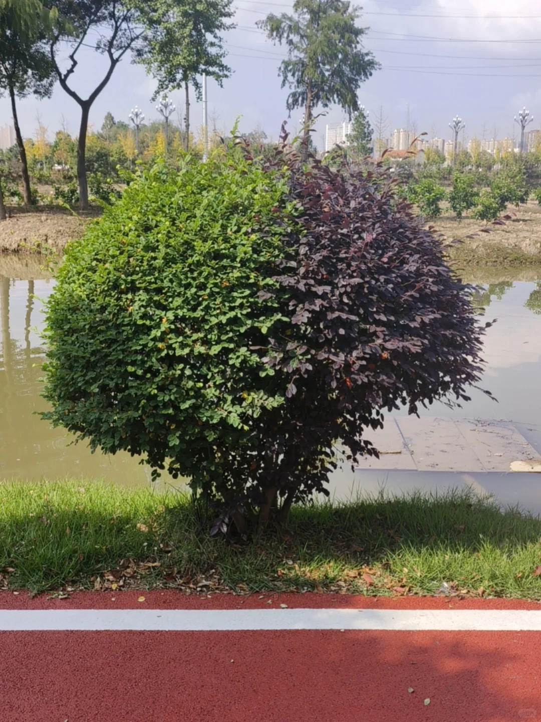 为什么这个红花檵木是双拼色？