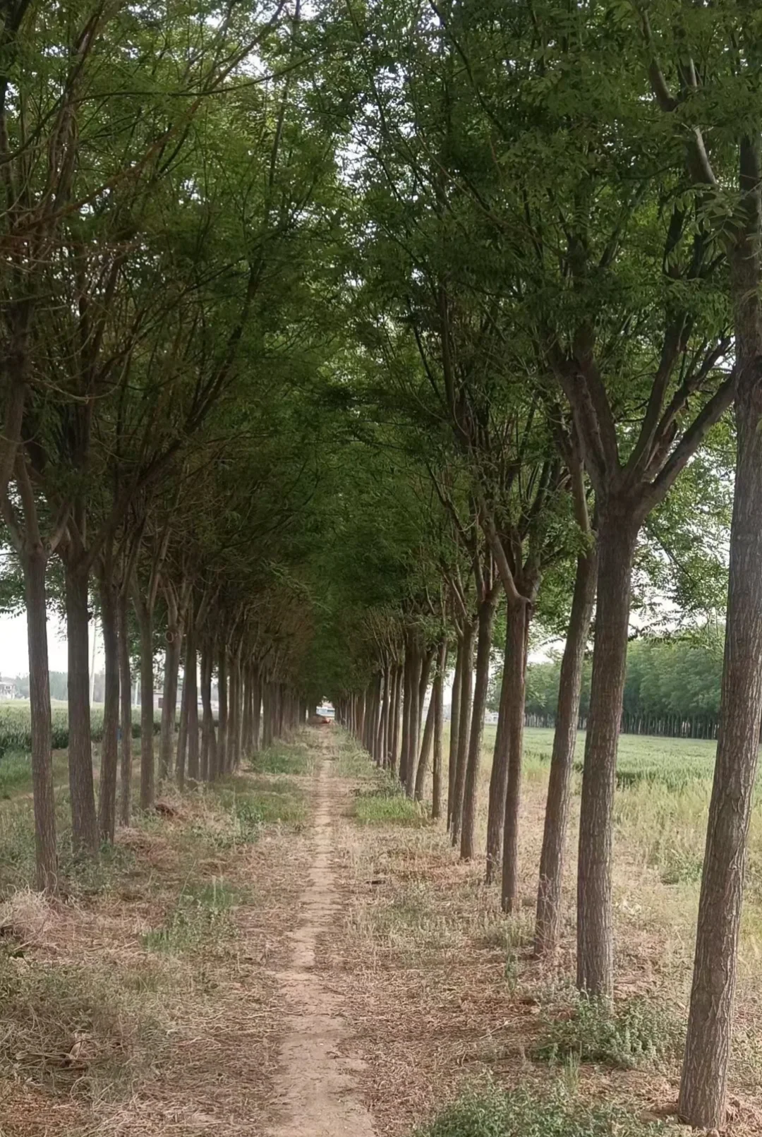 国槐树木处理！