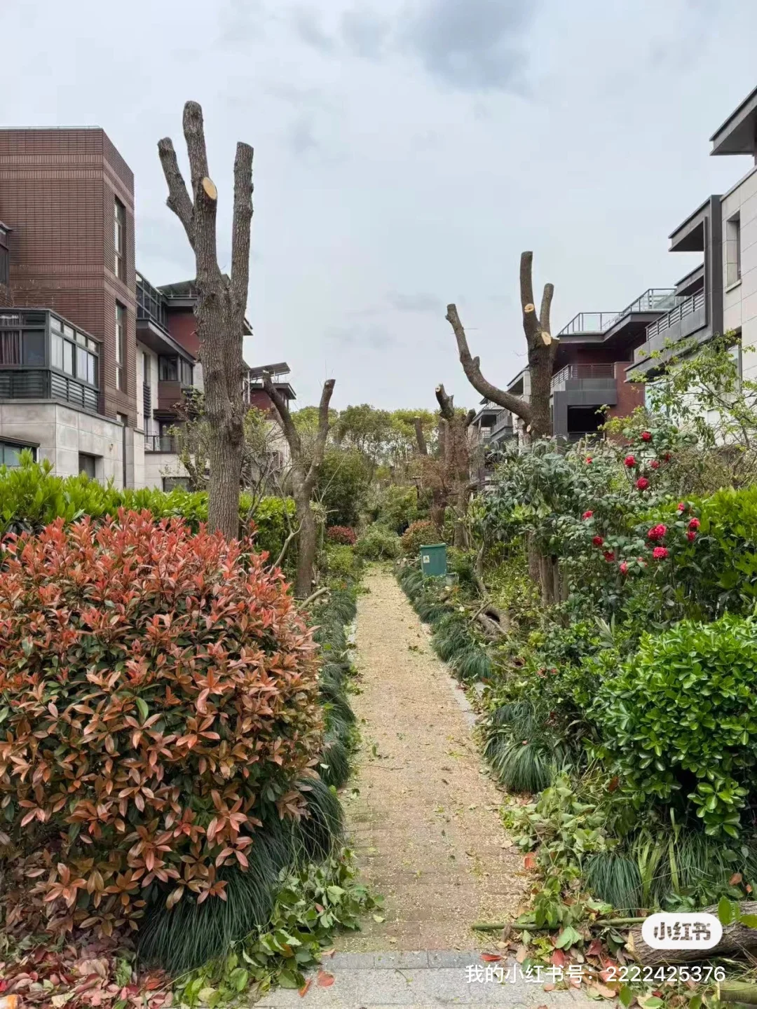 上海本地绿化养护 修剪树木