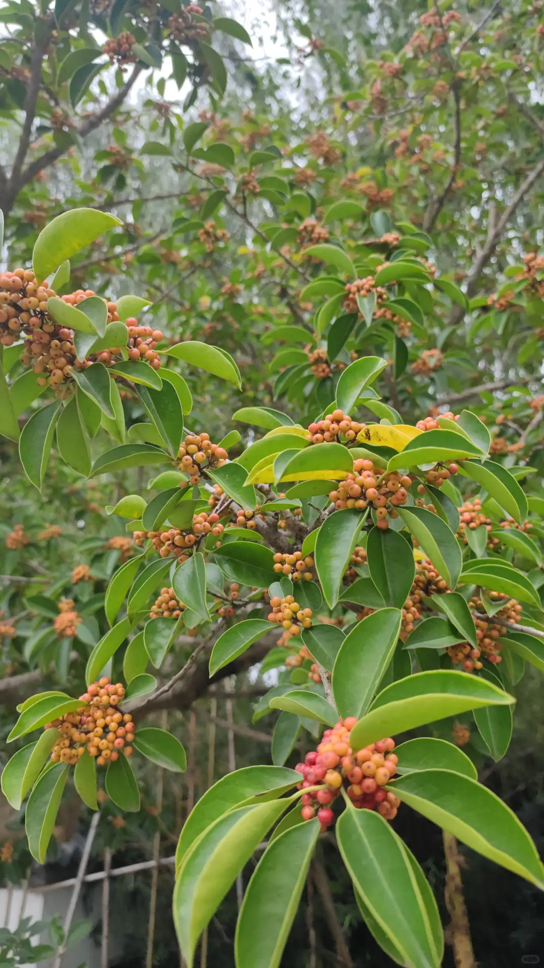 铁冬青：北亚热带最美的观果类常绿乔木