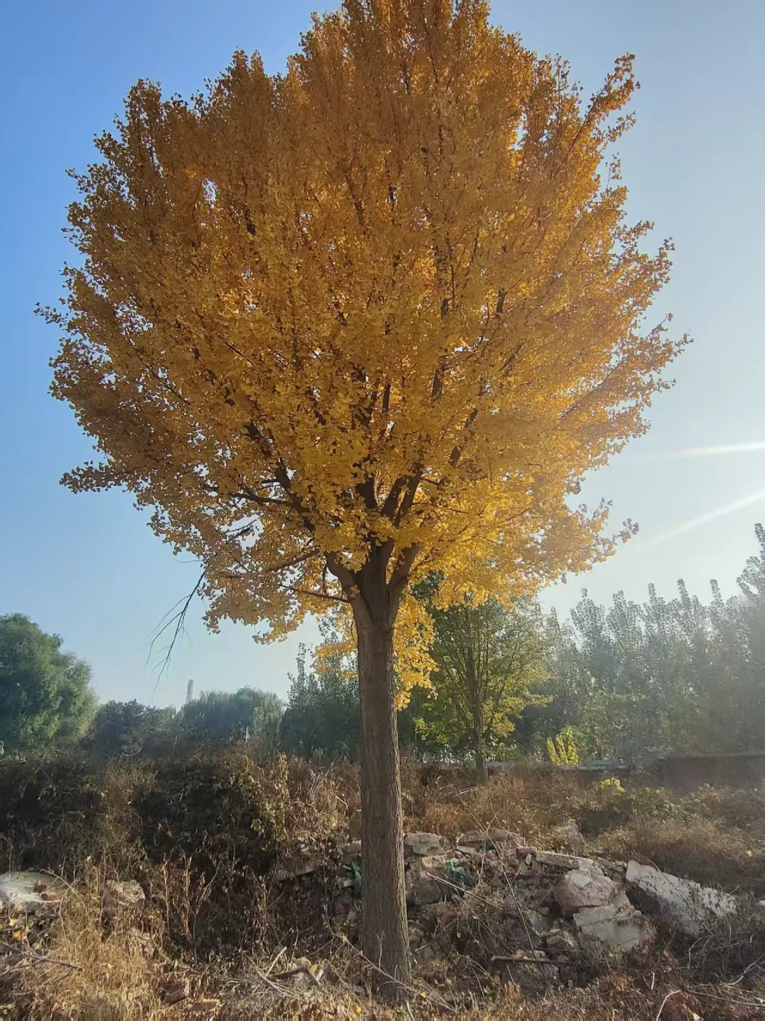  ?唐山丰南苗木捡漏！