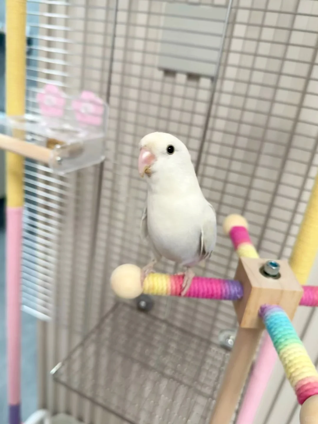 鹦鹉乐园，手工DIY鹦鹉鸟架