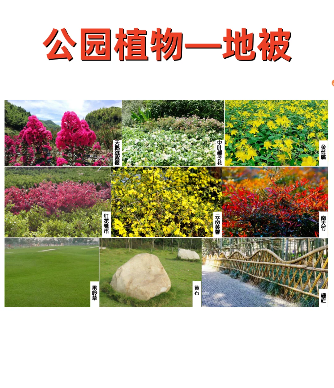 公园植物设计——公园常用植物 植物苗木表