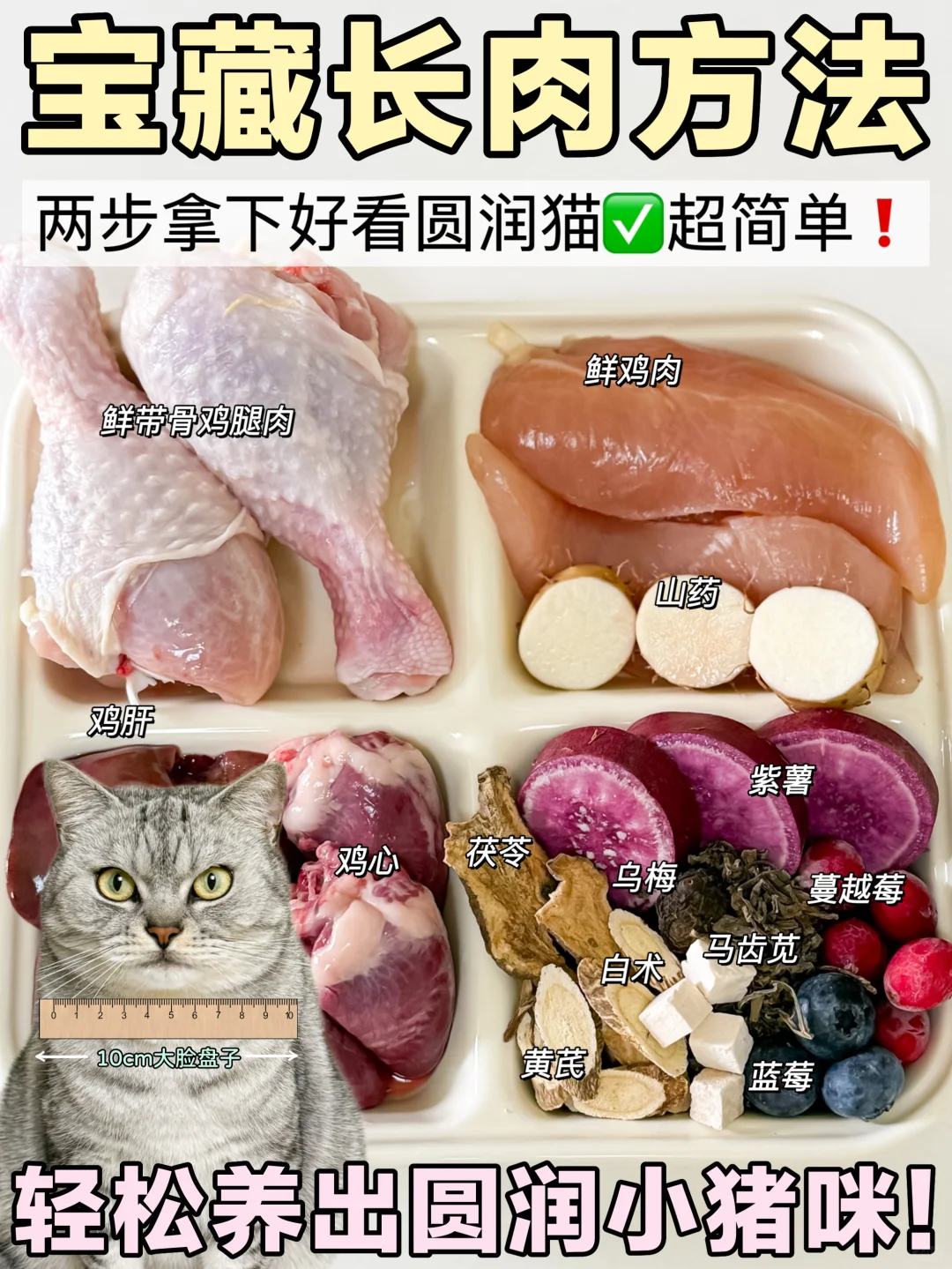 猫咪太瘦不好看❓两步让小猫轻松长肉发腮！