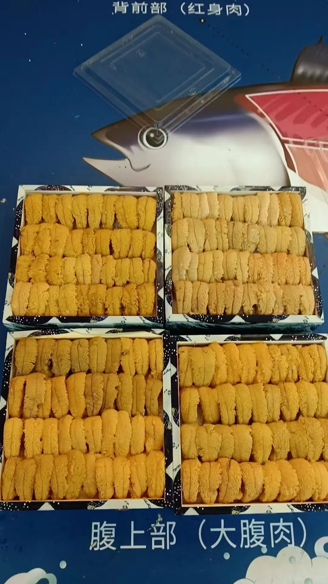 海胆脑袋冲冲冲